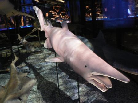 Tiburón duende de 800 kg