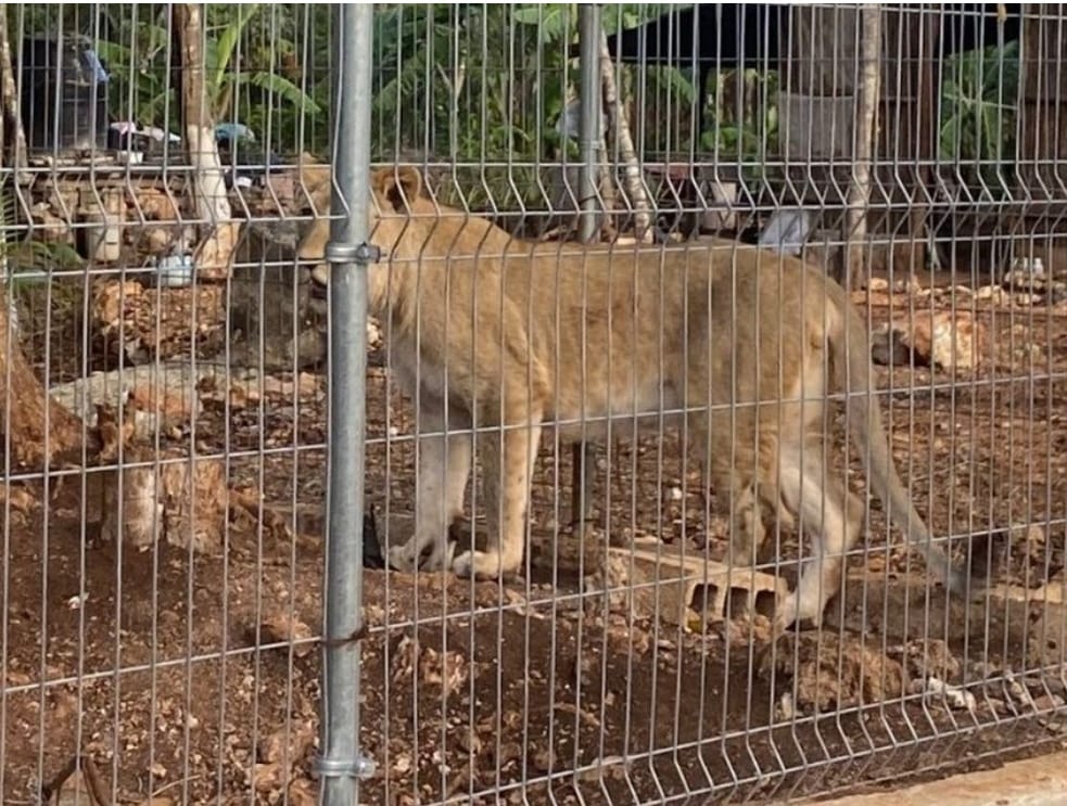 El zoológico de Chetumal resguardo pareja de leones asegurados tras cateo en rancho