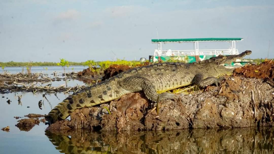 En la Laguna Colombia Punta Sur hay 350 cocodrilos