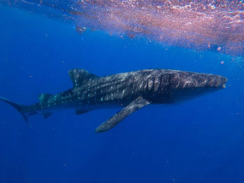 Tiburón ballena un atractivo de la isla Holbox, atrae a miles de turistas
