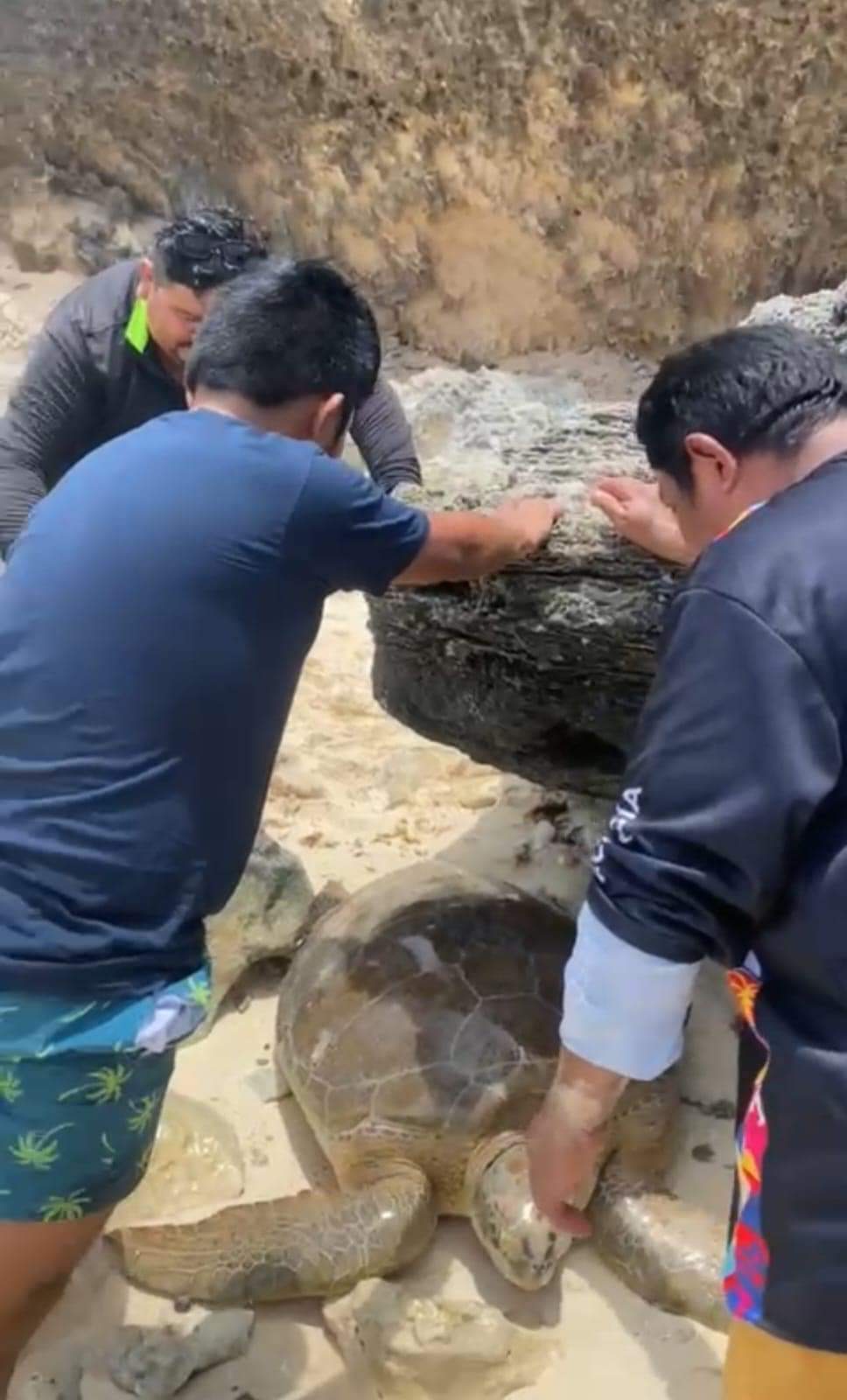 Ayudan y rescatan a Tortugas Marinas en Isla Mujeres