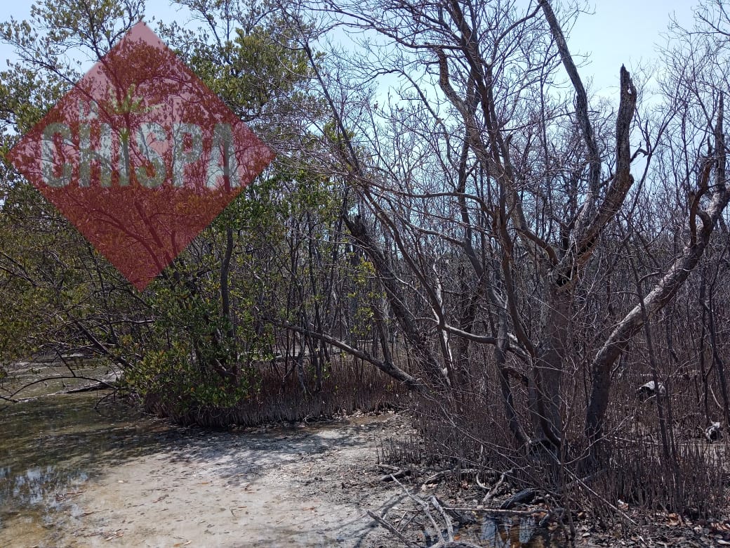 Plaga de gusano afecta hectáreas de manglares
