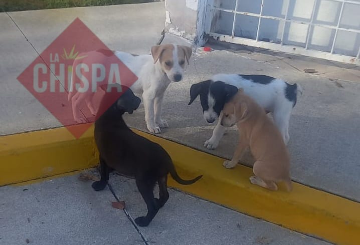 Proyecto de estancia canina en Ciudad del Carmen