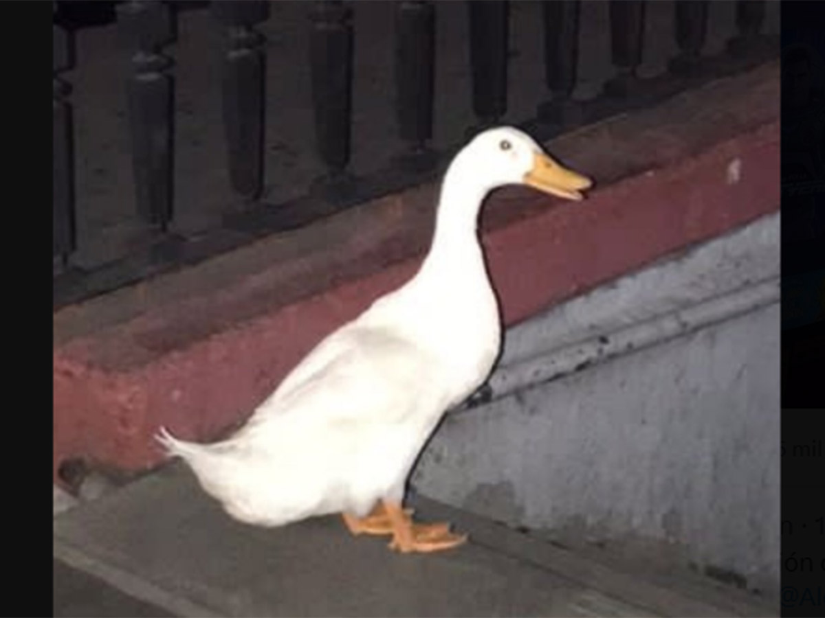 Pato llega al metro se escapo del lago de Chapultepec