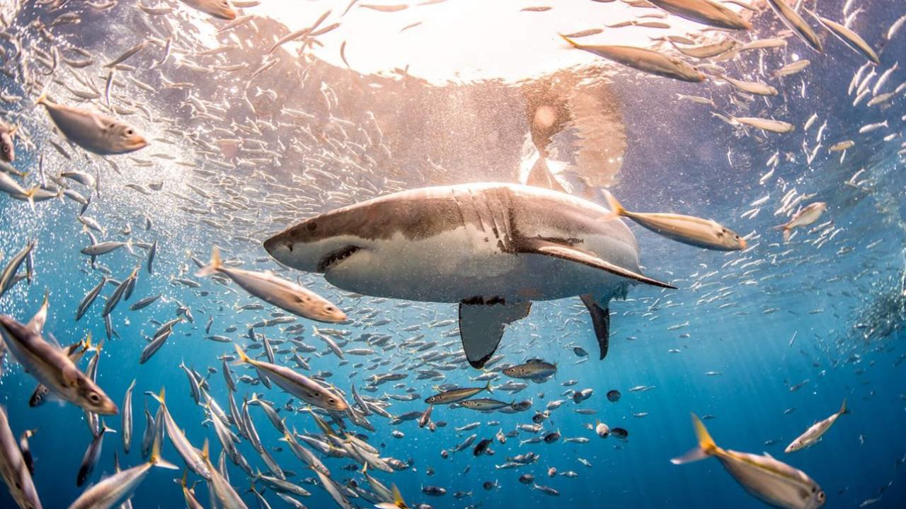 5 especies de tiburones podrían extinguirse