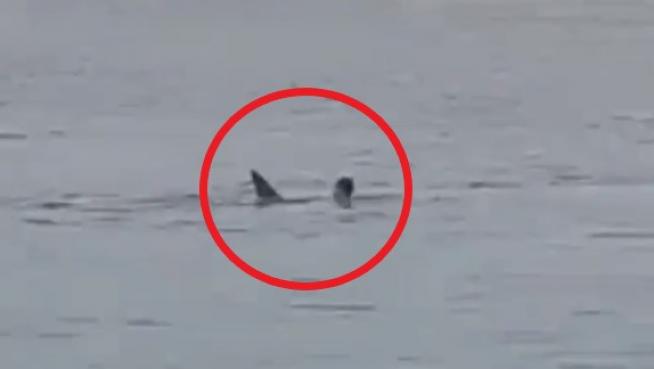 Tiburón ataca a nadador ruso en Egipto