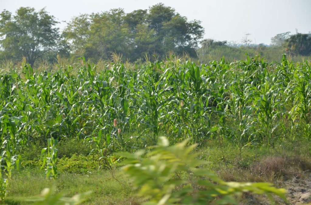 Dan a conocer presunta corrupción en la entrega de fertilizantes en el campo campechano