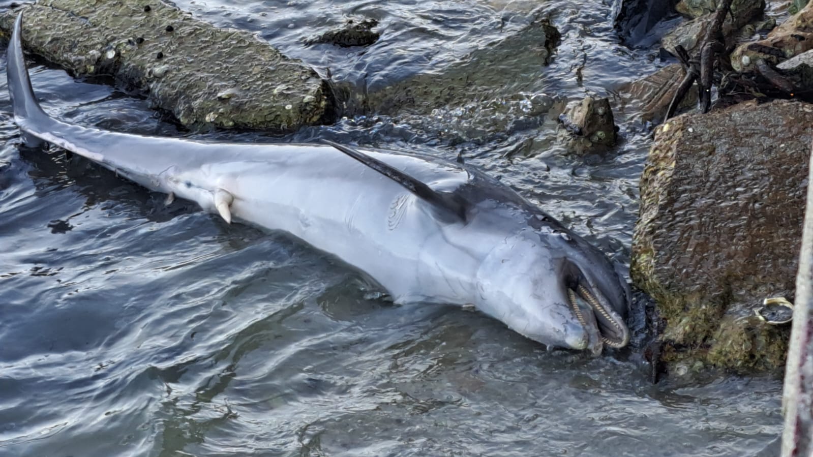 Muerte de Delfines por accidentes