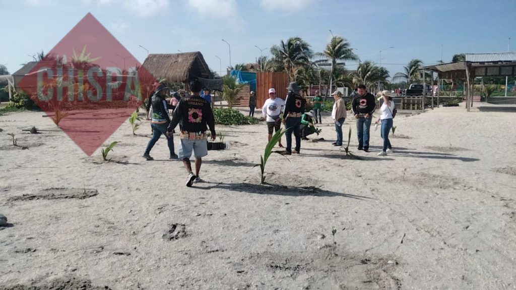 Reforestación en la zona del Malecón