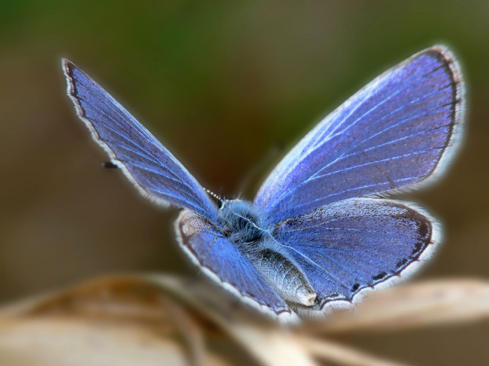 Buscan resucitar a una mariposa extinta