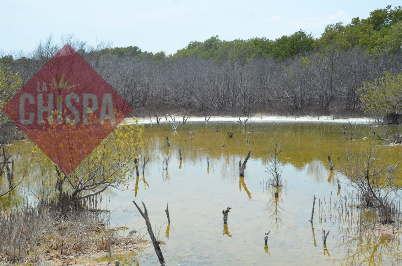 La devastación de manglares por leñeros ocasiona pérdidas de playas en la Laguna de Términos