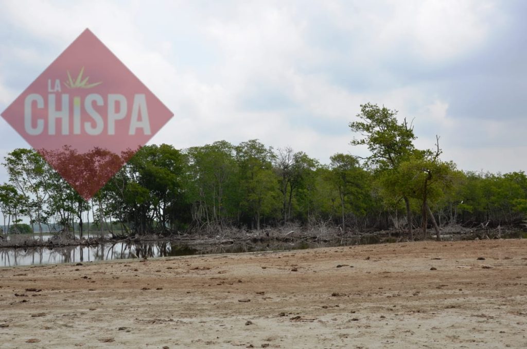 La devastación de manglares por leñeros ocasiona pérdidas de playas en la Laguna de Términos
