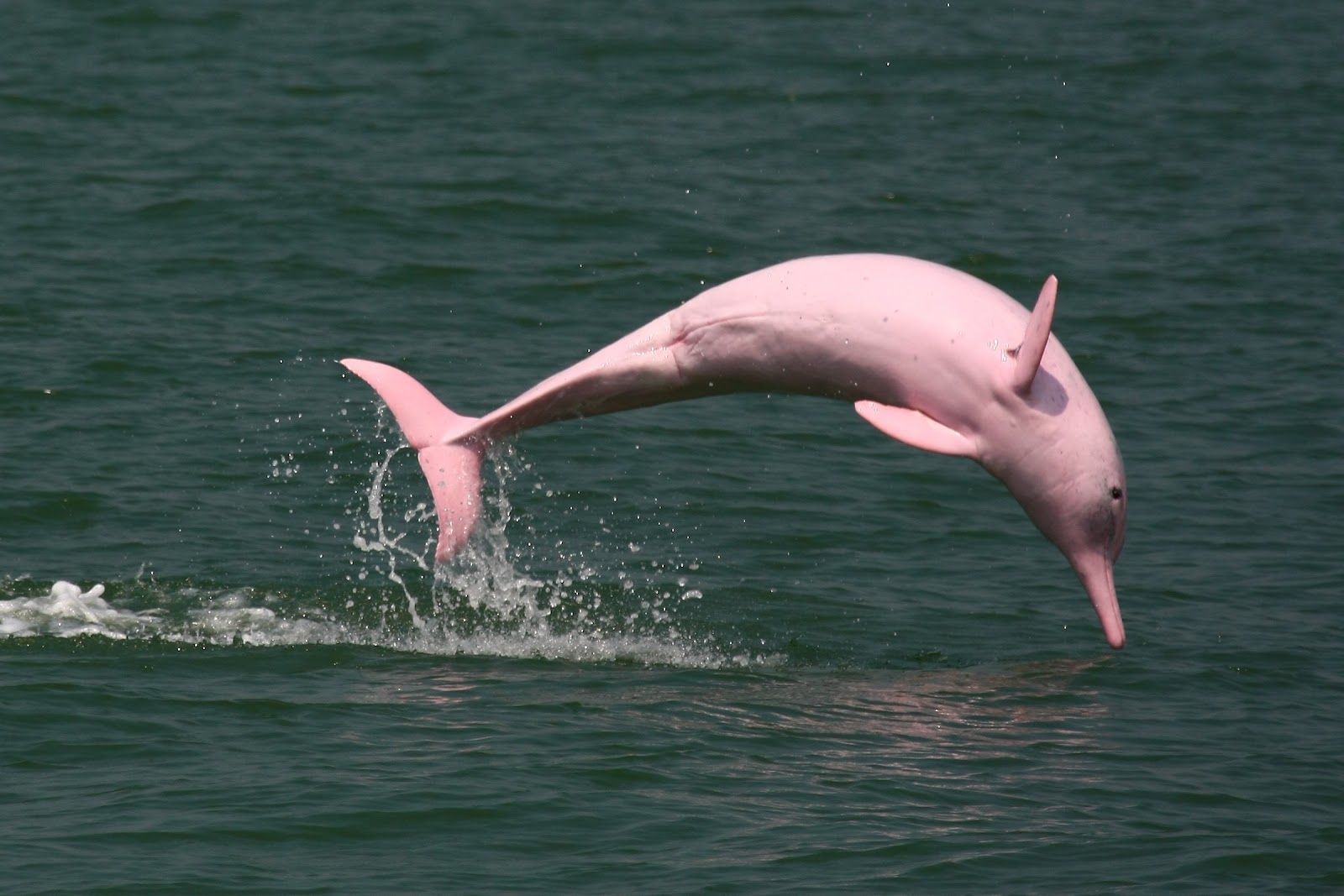 delfín rosado es avistado en Luisiana