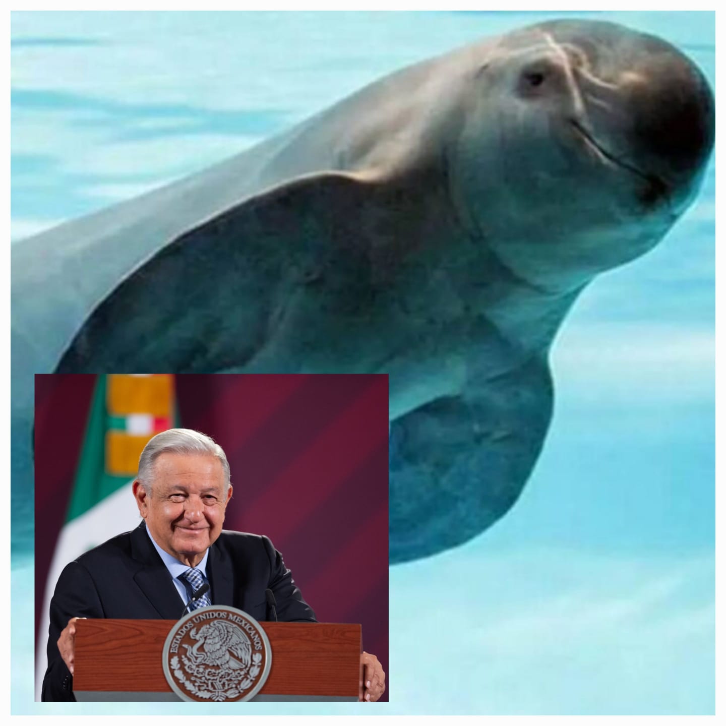 Agradece AMLO a Biden, por no sancionar a México en tema de vaquita marina