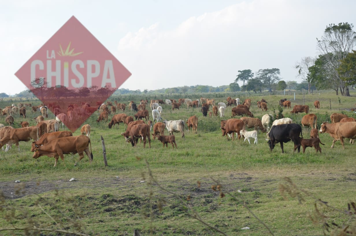 La prevención ayudó a los ganaderos de Atasta evitar mortandad de reses en la temporada de seca