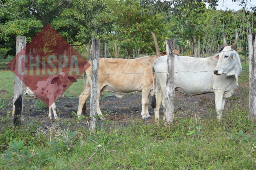 La prevención ayudó a los ganaderos de Atasta evitar mortandad de reses en la temporada de seca