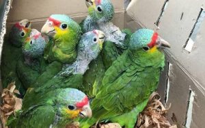 Denuncian a la fiscalía de Chiapas sobre aves en peligro de extición robadas del zoológico.