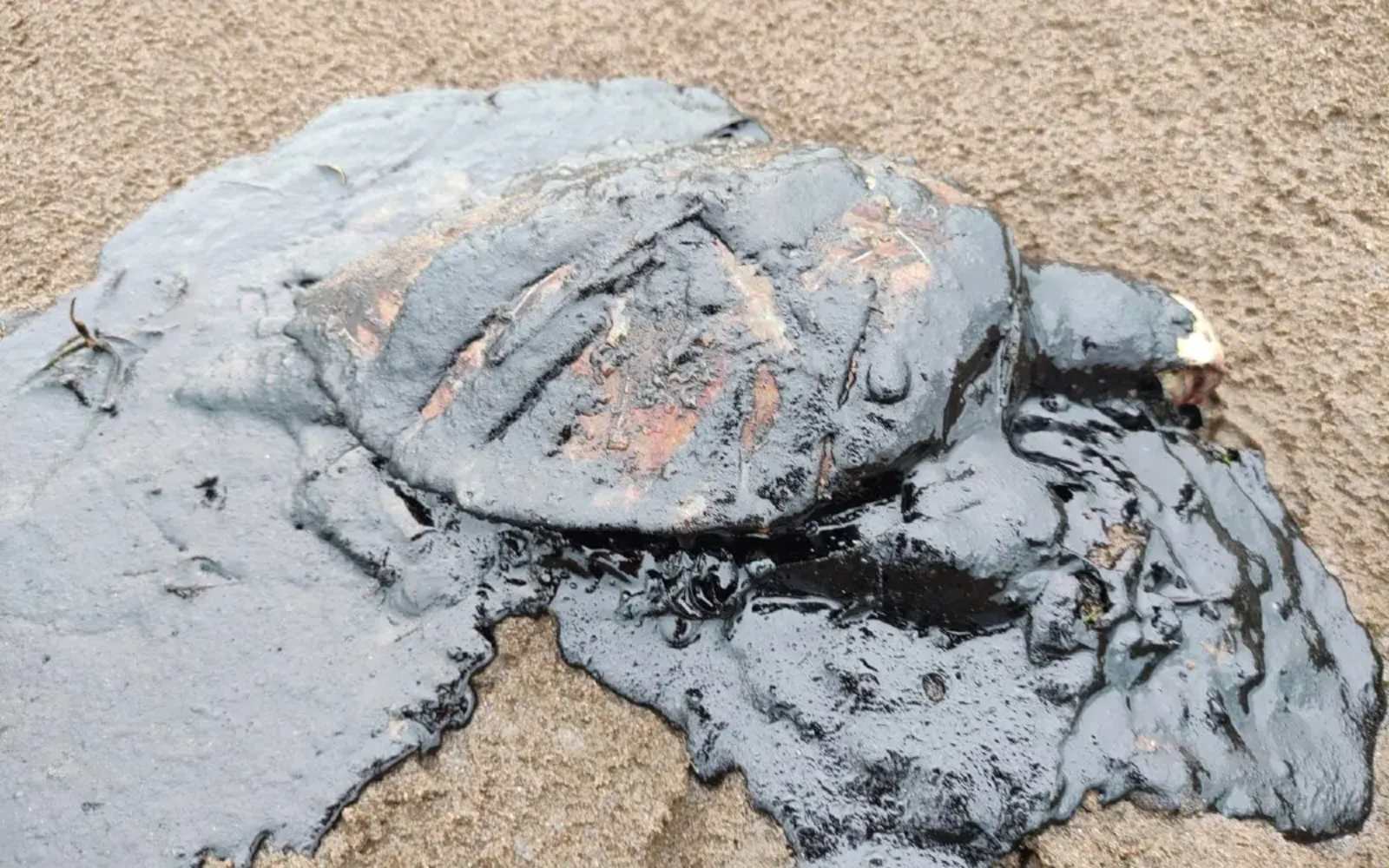 Animales muertos por petroleo en Veracruz, segundo hecho similar en los últimos días