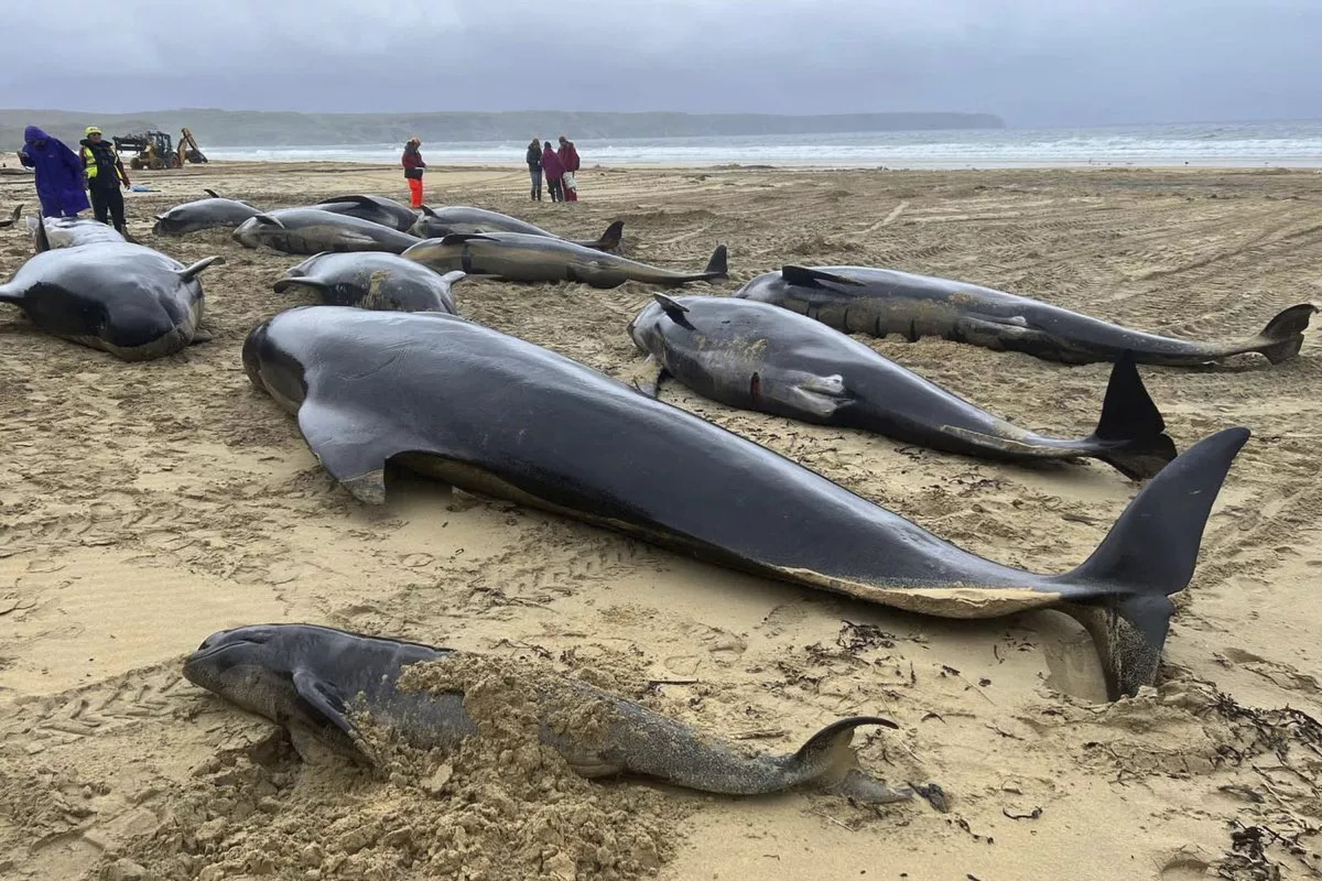 55 ballenas han muerto