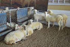 Recorte de apoyo federal golpea a criadores ovinos
