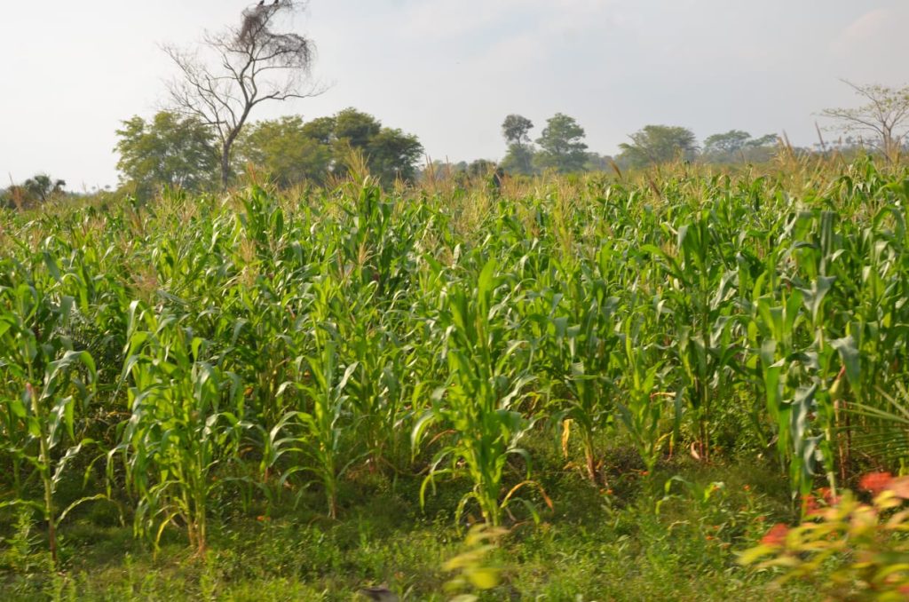Dan a conocer presunta corrupción en la entrega de fertilizantes en el campo campechano