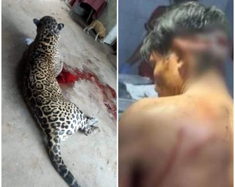Asesinan a Jaguar que atacó a un trabajador del Tren Maya