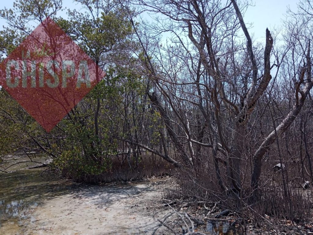 La devastación de manglares por leñeros ocasiona pérdidas de playas en la Laguna de Términos