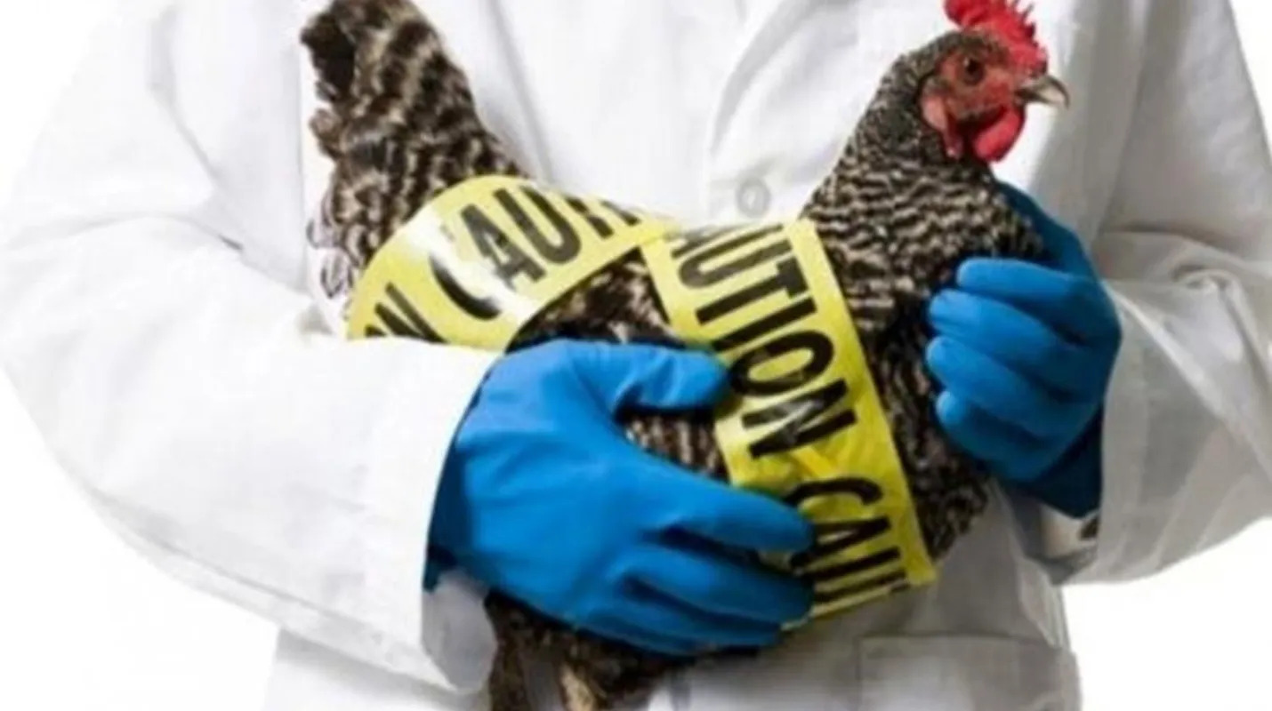 La gripe aviar puede evolucionar