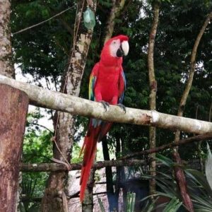 Aves en peligro de extinción robadas del zoológico de Tuxtla Gutiérrez