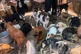 Perritos maltratados son salvados por la policía en CDMX, de los 25 caninos 7 estaban sin vida.