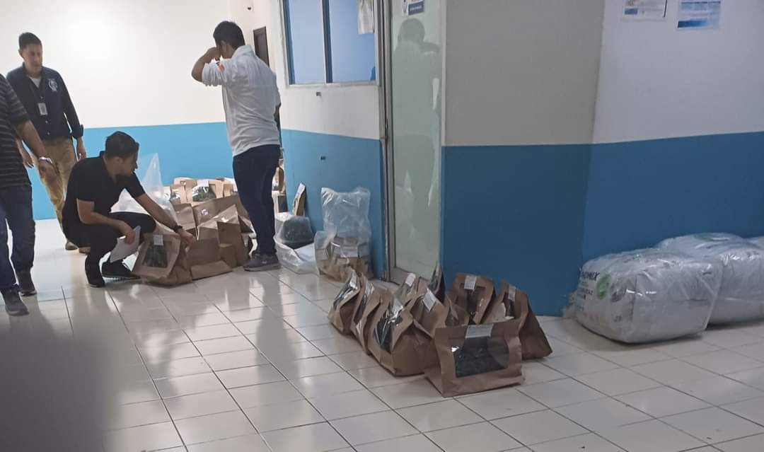 . Se realizó un operativo donde decomisaron plantas de hierba en la calle Zac Nicté, en la Supermanzana 50 de Cancún