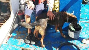 “Bella” la perrita que salvó al náufrago es mexicana.
