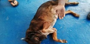 Perrita mexicana salvó a náufrago