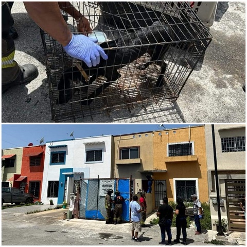 Refugio de animales era en realidad un cementerio: Rescatan a 5 perros y un gallo