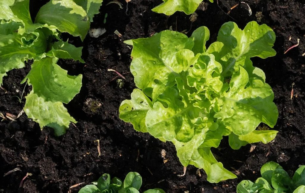 Se han beneficiado a 492 productores de campo en el municipio del Carmen