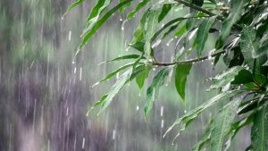 La mezcla de aromas genera el olor de la lluvia tan particular.
