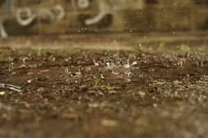 El término petricor fue apodado en una publicación de Nature del año 1965