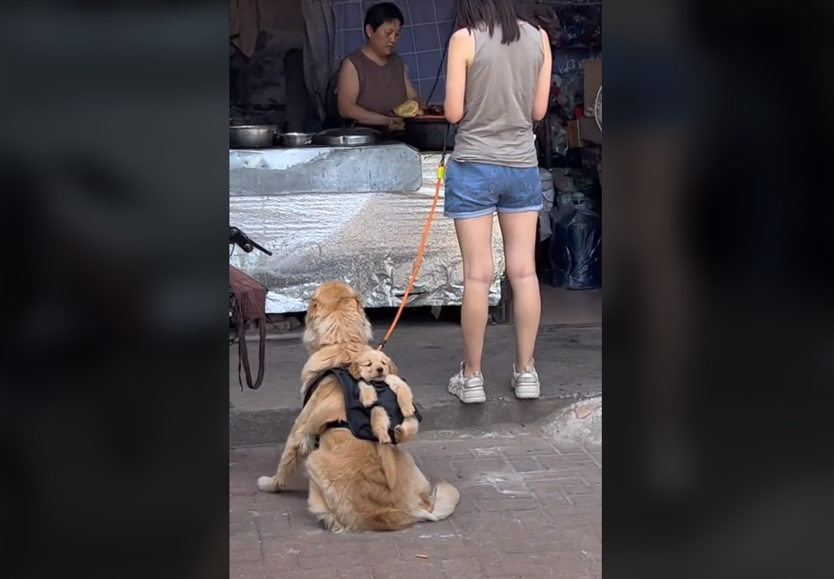 Cachorro pasea como bebé: un perrito lo llevaba en una mochila sobre el lomo