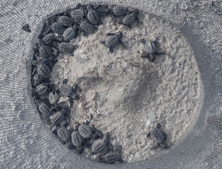 Anidación de tortugas marinas en Ciudad del Carmen se ha incrementado en un 100% en comparación del año pasado