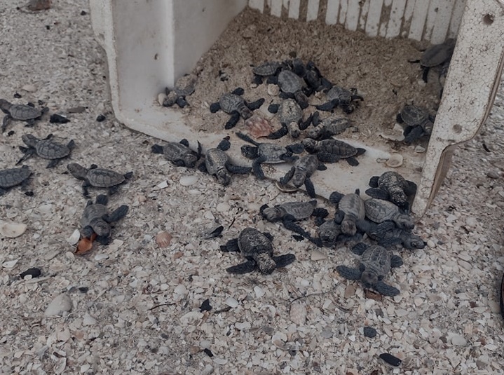 Anidación de tortugas marinas en Ciudad del Carmen se ha incrementado en un 100% en comparación del año pasado