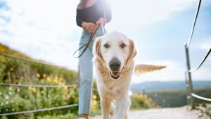 Tener mascota favorece la salud mental pero se les debe fomentar el ejercicio.