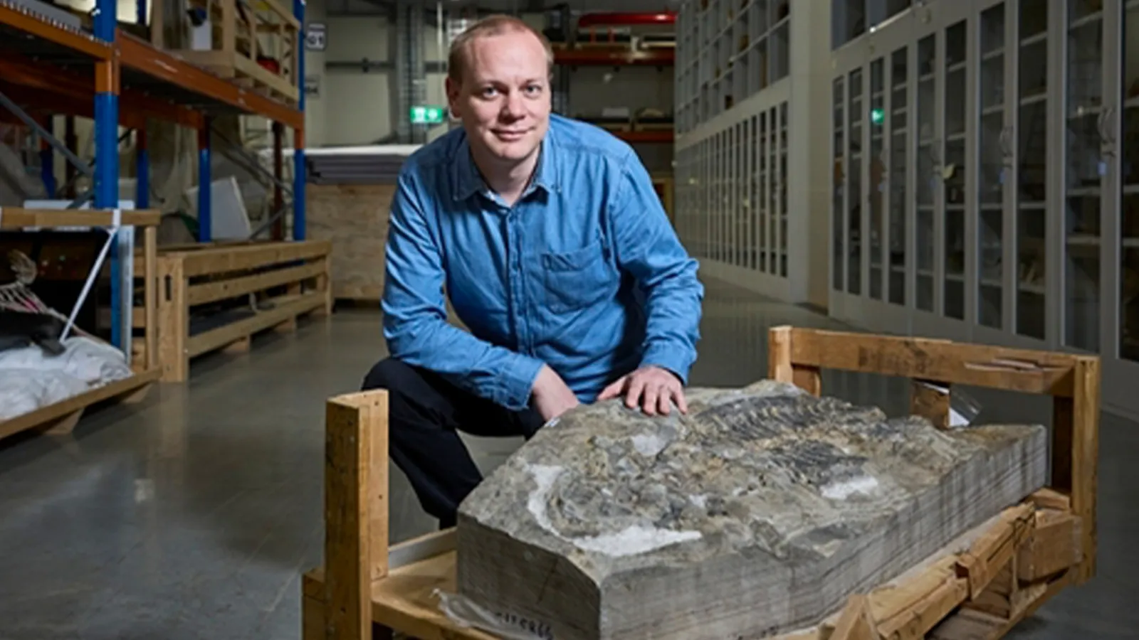 Fósil de anfibio gigante encontrado en un muro de contención es reconocido como nueva especie.