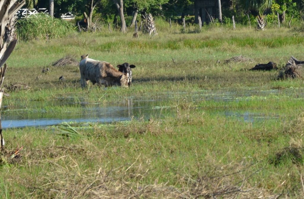 Confirman presencia de brucella y tuberculosis en un rancho de la Península de Atasta
