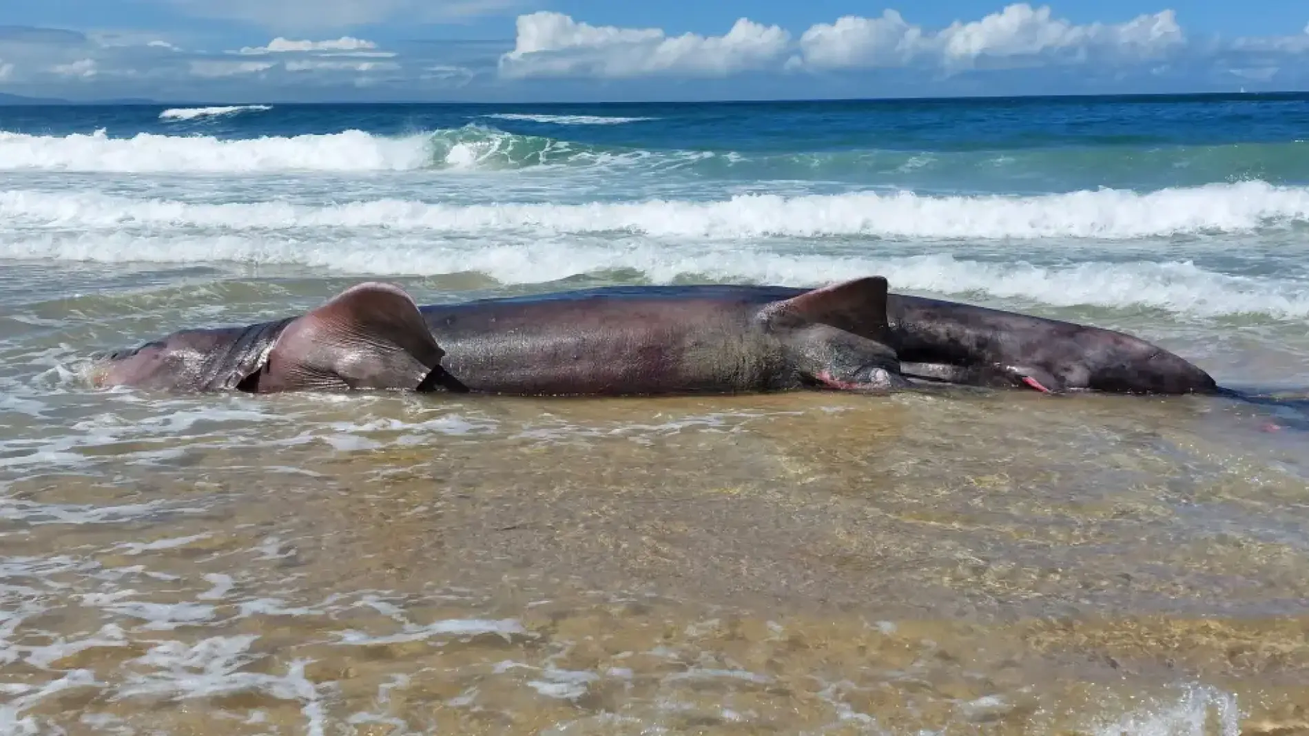 Cría de tiburón peregrino aparece varada en una playa de Galicia