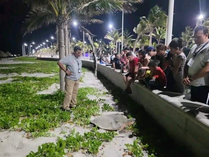 Cocteleros de mariscos invaden zona de anidación de tortugas en Playa Norte de Ciudad del Carmen