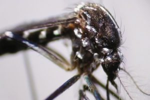La capacidad de traslado del mosquito Aedes Aegypti es menor a los 200 metros