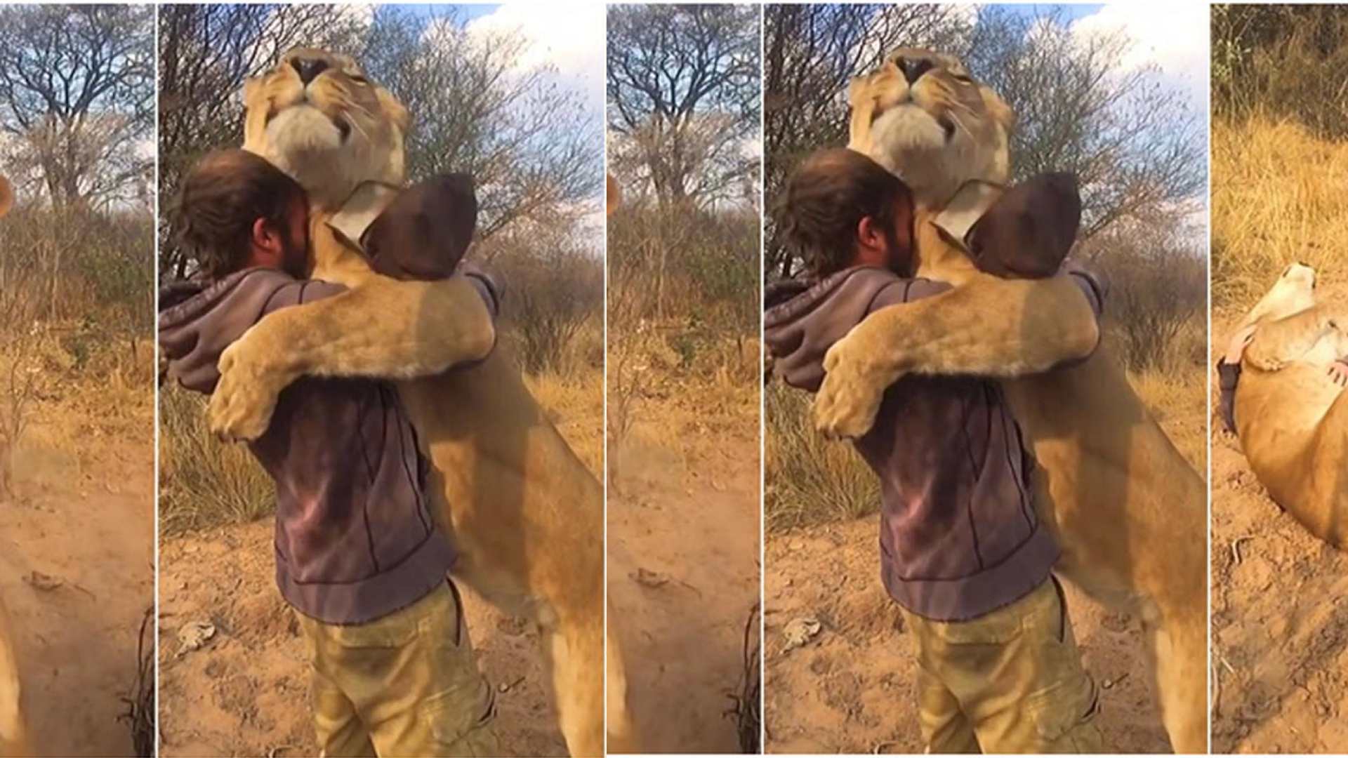 Abrazo de hombre y león se vuelve viral, el enorme felino demuestra vínculo afectivo