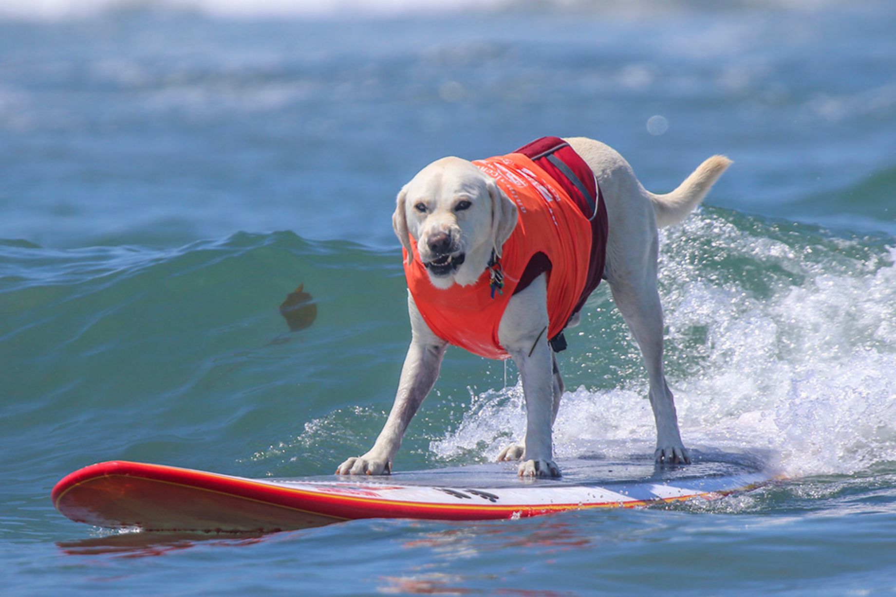 Torneo Mundial de surf para perros