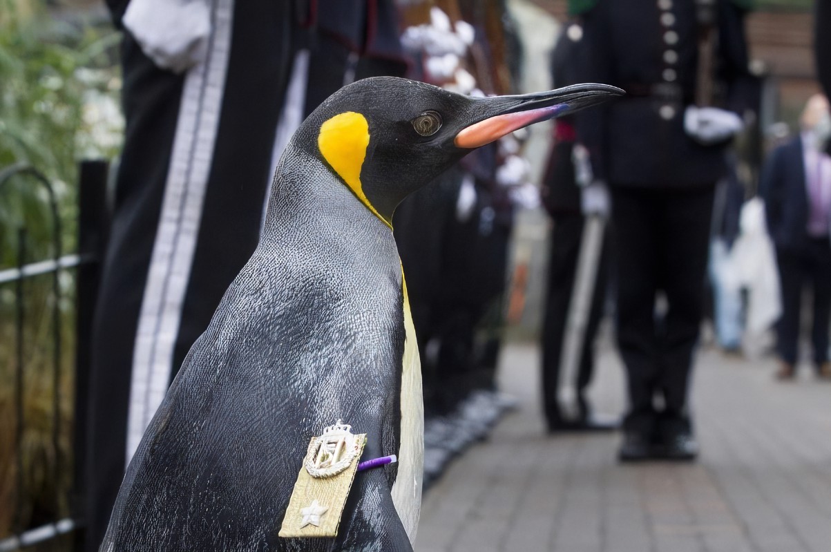 Un pingüino con alto rango militar