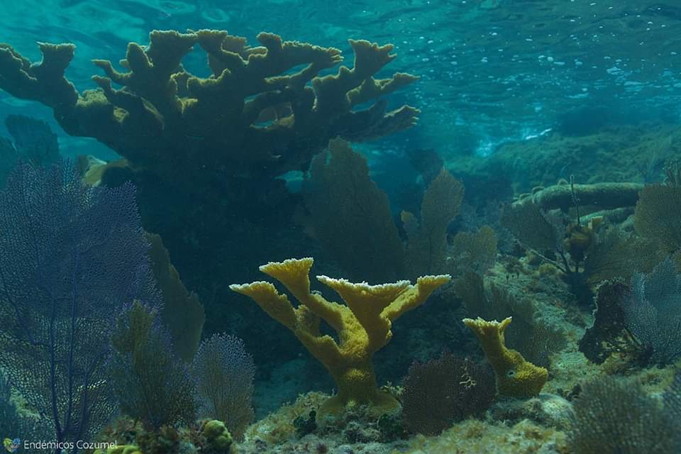 Restauración de Arrecifes en Chankanaab a llegado a mil 500 fragmentos de coral que son monitoreados y reciben mantenimiento permanentemente